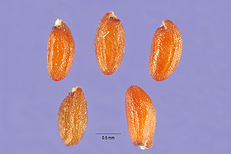 خاکشیر - معرفی و خواص گیاهان دارویی